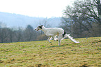 coursing Borzoi