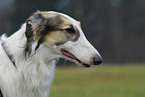 Borzoi Portrait