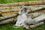 Borzoi