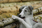 Borzoi