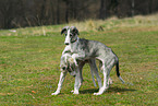 playing Borzoi Puppies