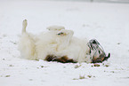 wallowing Borzoi