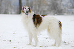 Borzoi