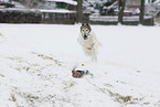 running Borzoi