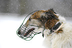 Borzoi with muzzle