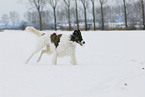 running Borzoi