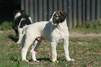 Borzoi Puppy