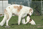 Borzoi Puppies