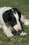 Borzoi Puppy