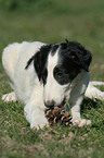 Borzoi Puppy