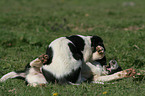 Borzoi Puppies