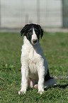 sitting Borzoi Puppy