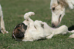 Borzoi Puppies