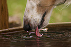 drinking Borzoi