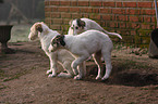 Borzoi puppies