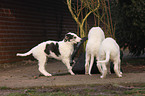 playing Borzoi puppies