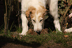 Borzoi puppy