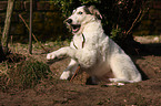 playing Borzoi puppy