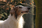 Borzoi Portrait