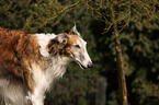 Borzoi