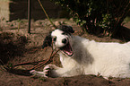 Borzoi puppy