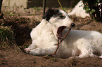 Borzoi puppy