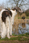 Borzoi