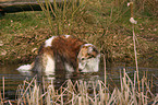 bathing Borzoi