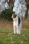 Borzoi