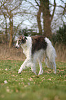 walking Borzoi