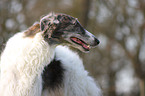 Borzoi Portrait