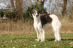 Borzoi