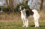 Borzoi