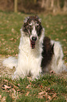 Borzoi