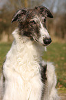 Borzoi Portrait