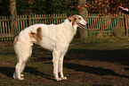 Borzoi