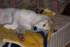 Borzoi Puppy