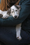 Borzoi Puppy