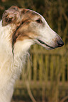 Borzoi Portrait