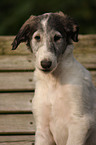 Borzoi Puppy