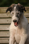 Borzoi Puppy