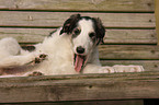 Borzoi Puppy