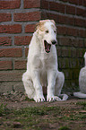 Borzoi Puppy