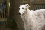 Borzoi