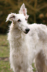 Borzoi Portrait