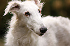 Borzoi Portrait