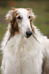 Borzoi Portrait