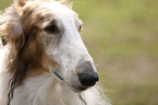 Borzoi Portrait