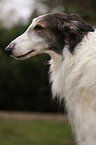 Borzoi Portrait