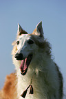 Borzoi Portrait